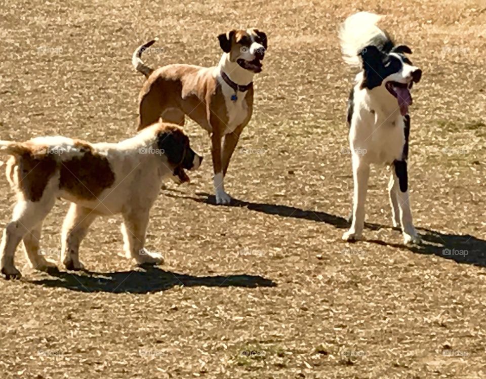 Three happy dogs