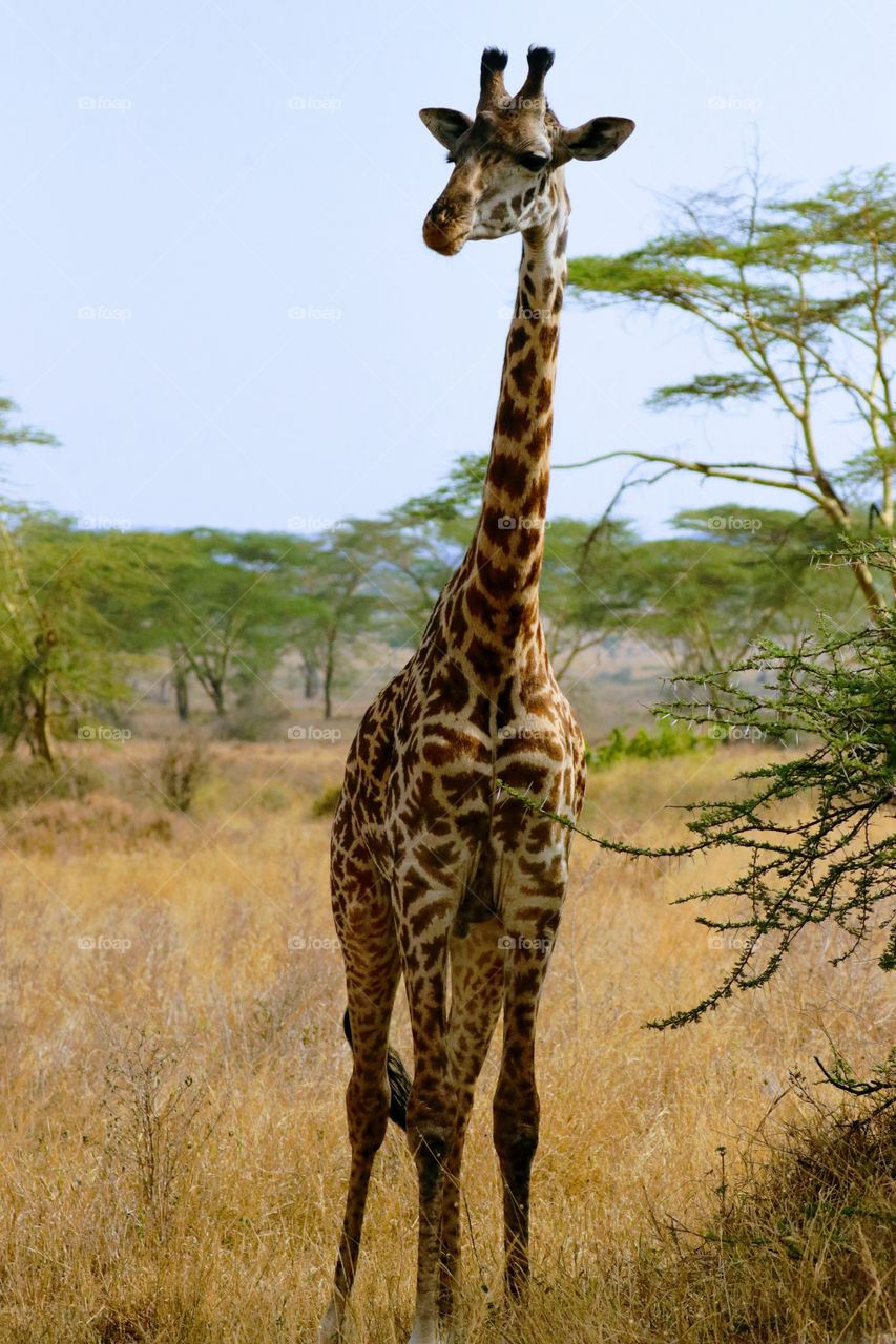 Giraffe, Mammal, Wildlife, Safari, Wild