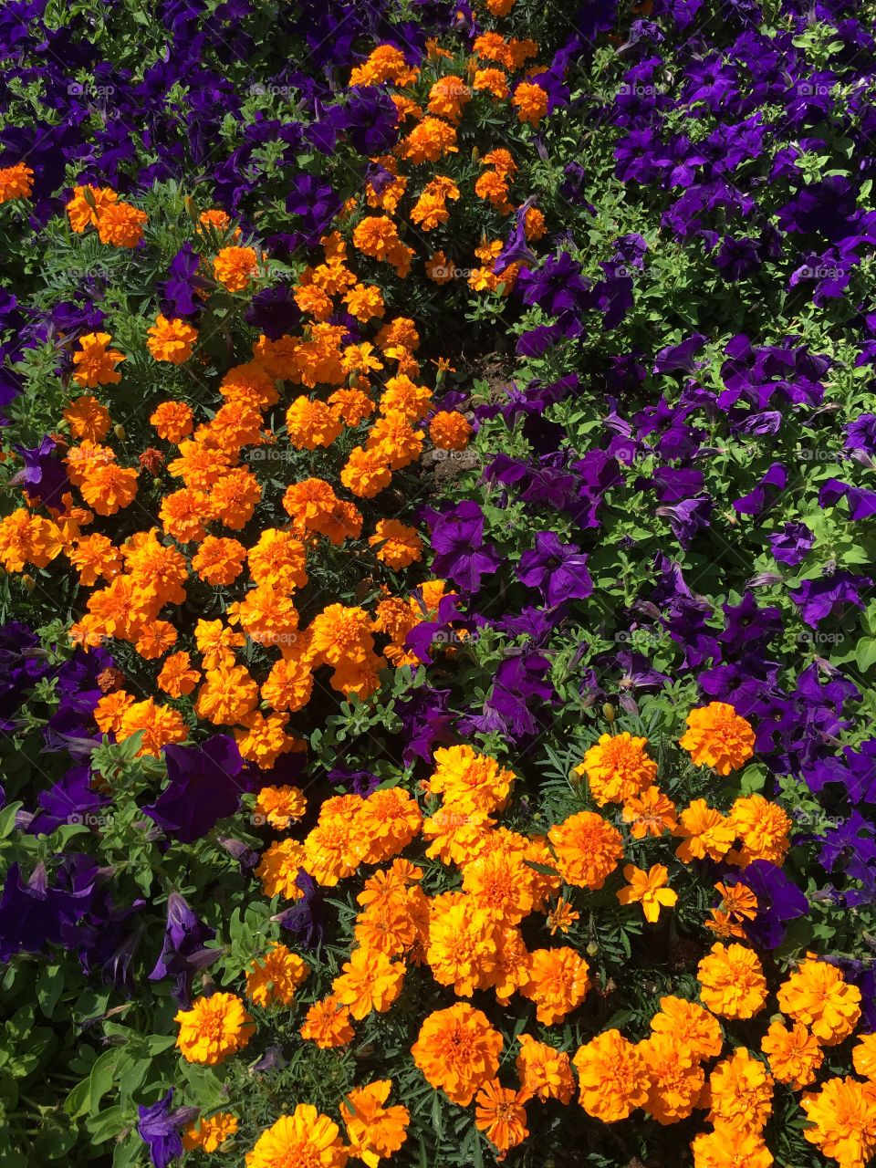 Orange & purple flowers