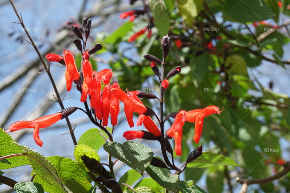 Montbretia 
Spring 
California Flowers