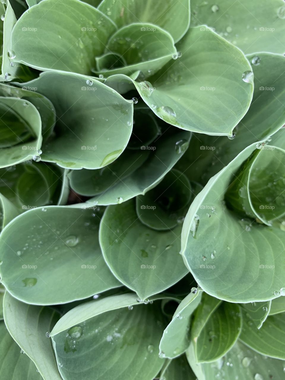 Overhead view of hosta plants with raindrops on leaves