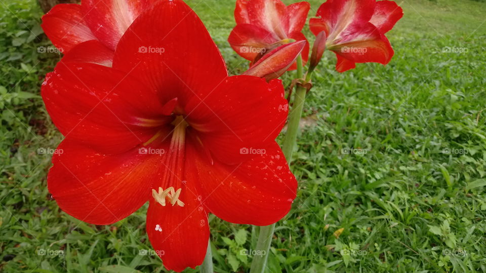 sabharw , pw ng laann saw aahkyane , a pain myarr , paannmyarr , u yyaarin myarr , Hippeastrum papilio (Ravenna) .