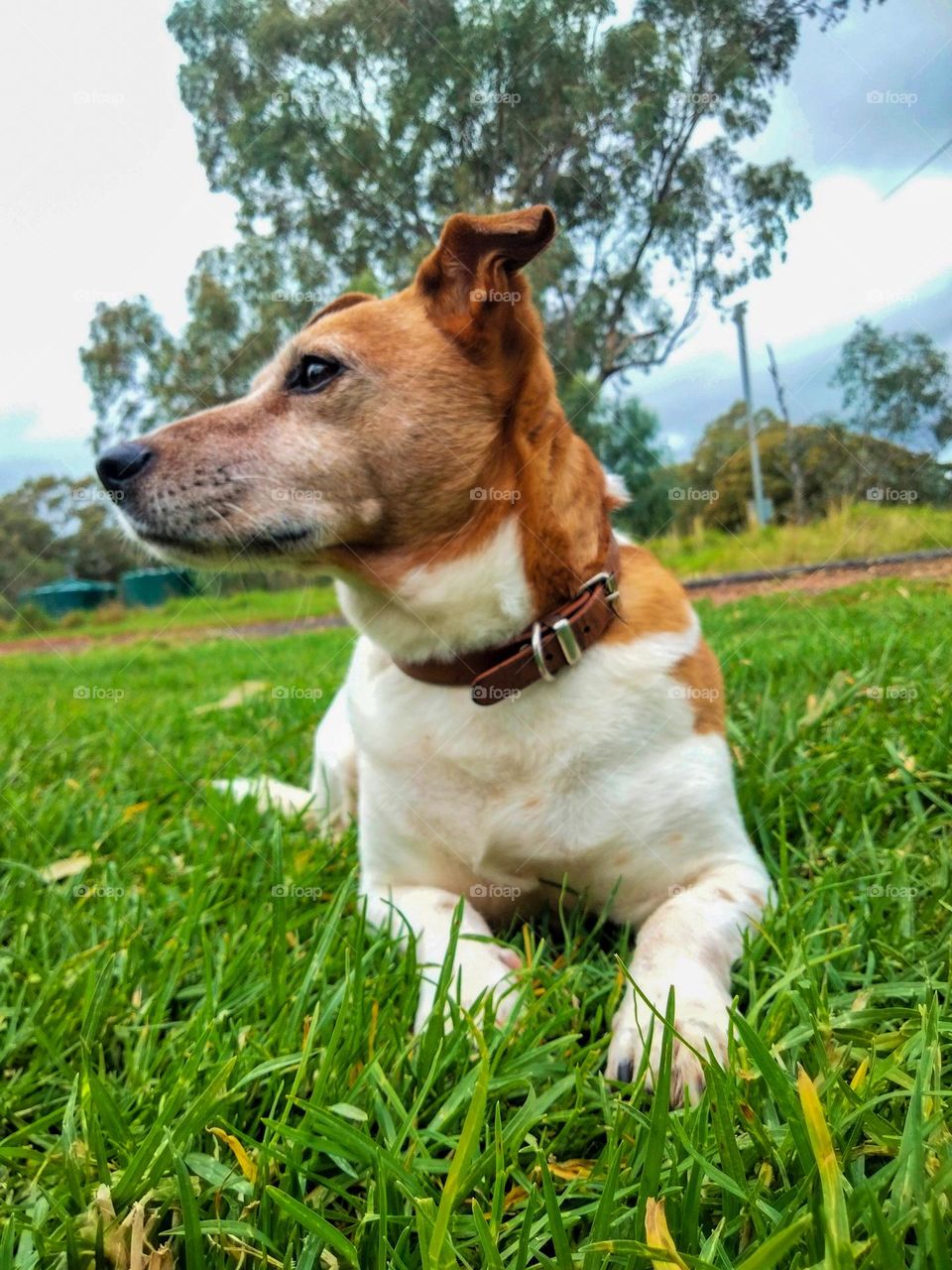 from the ground looking up a Jack Russell dog watching curiously photograph was taken at Tooraweenah NSW Australia