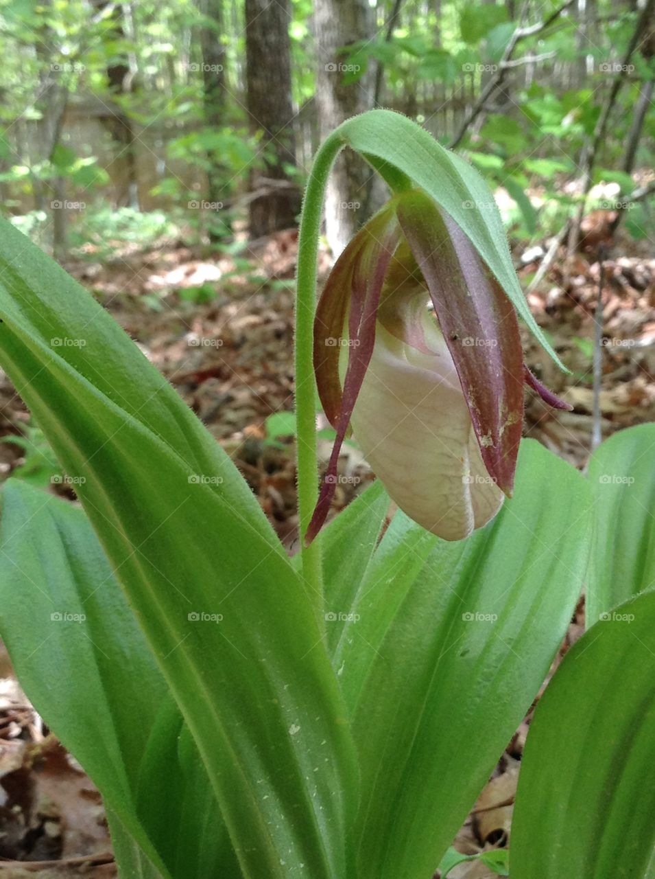 Leaf, Nature, Flora, Flower, No Person