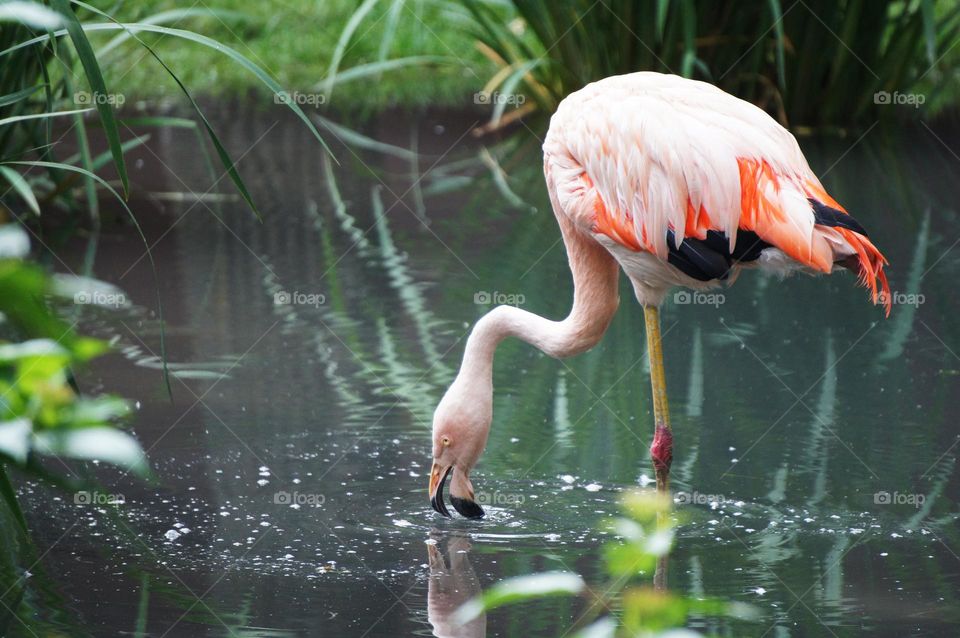 Flamingo Drinking