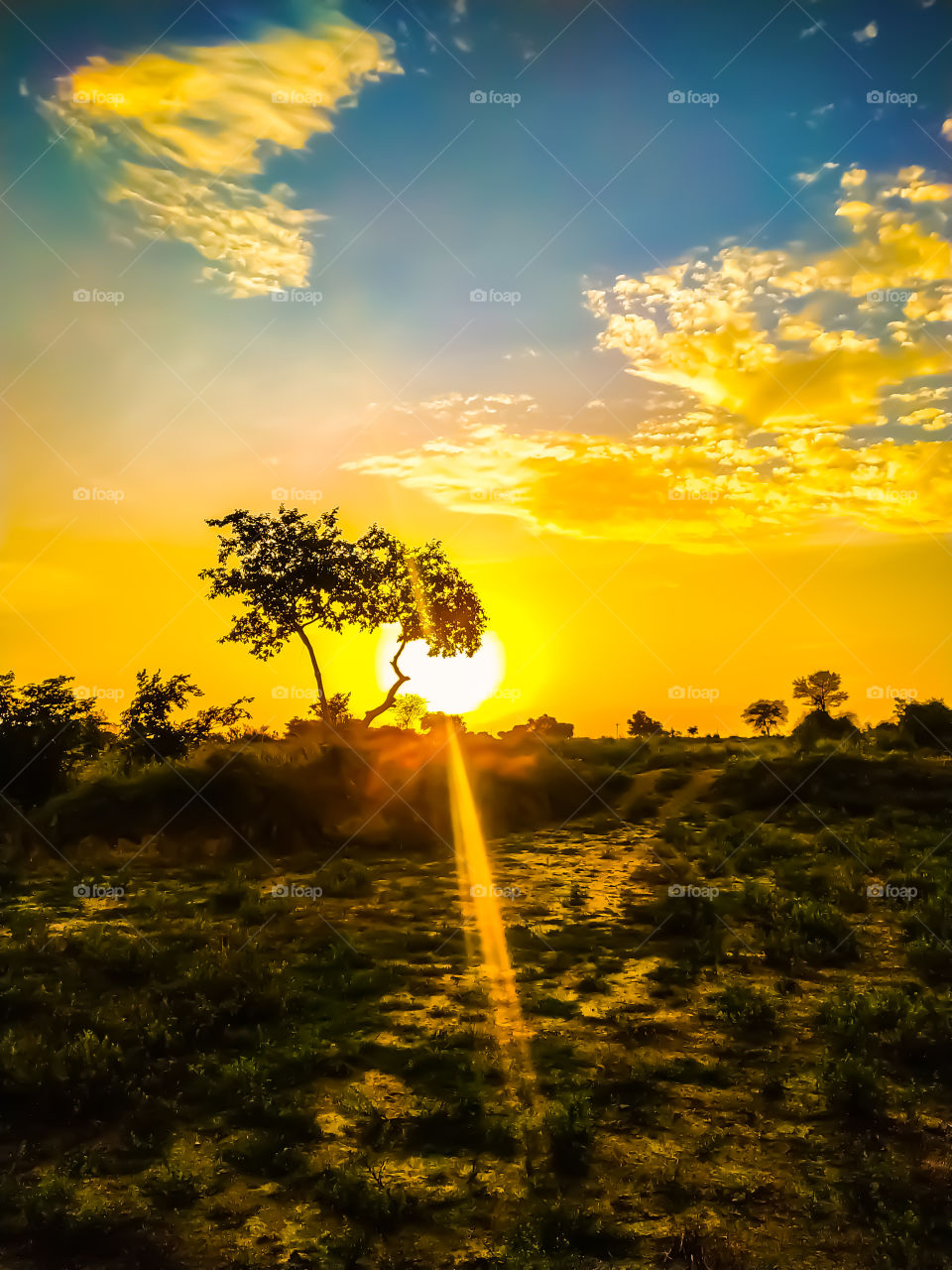 Beautiful landscape of a lonely tree in a field of summer against the sky in clouds at sunset