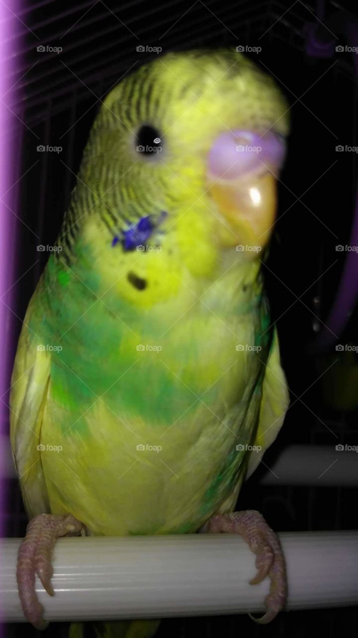 Parrot, Bird, Tropical, Feather, Parakeet