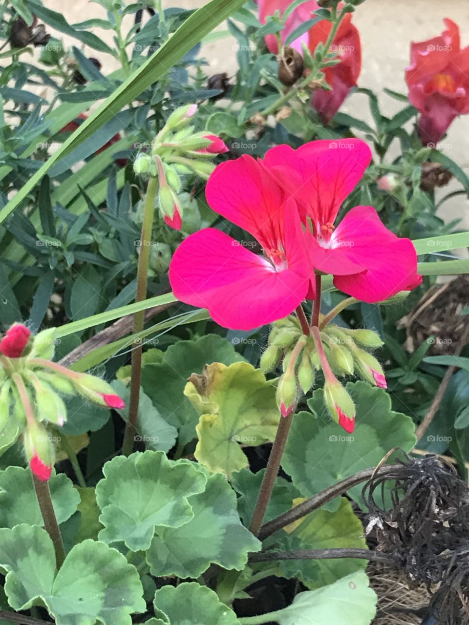 Hot pink Geraniums just starting to bloom.