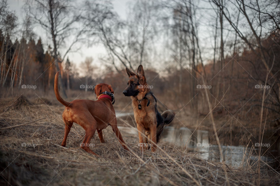 German shepherd young male dog and Hungarian vizsla playing outdoor at spring evening 