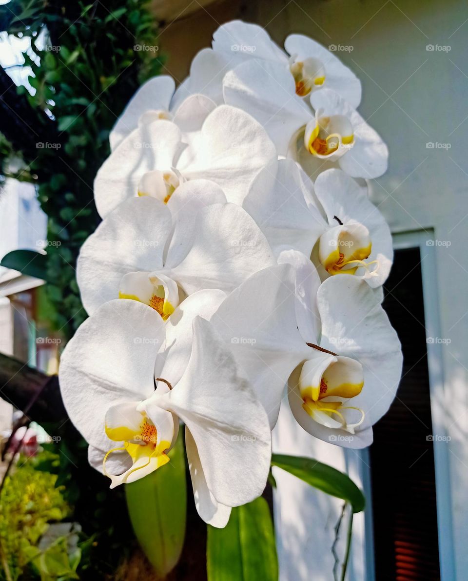 white Orchid