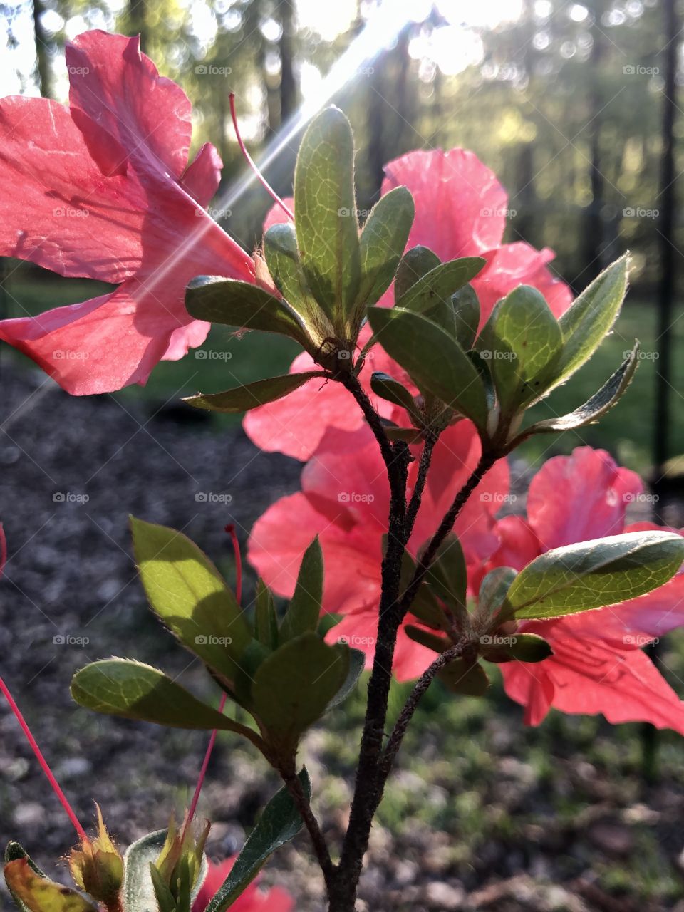Closeup of fading red azalea blooms from behind backlit with sunbeam 