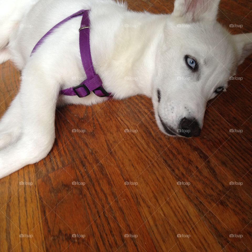 Sky ... My new baby. 