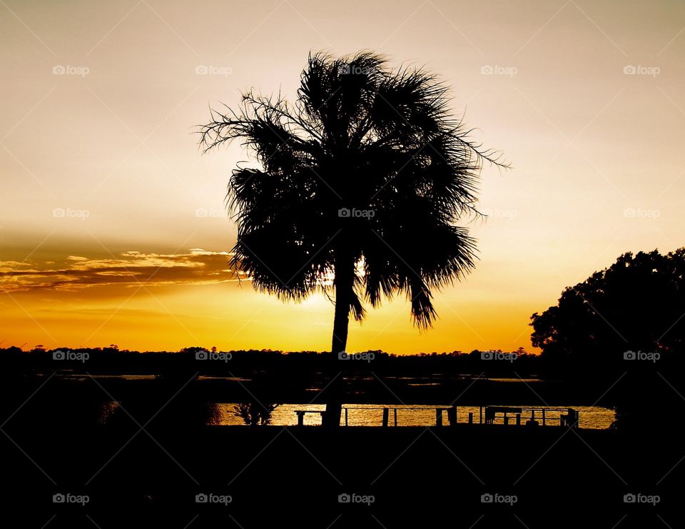 Palm at Sunset 