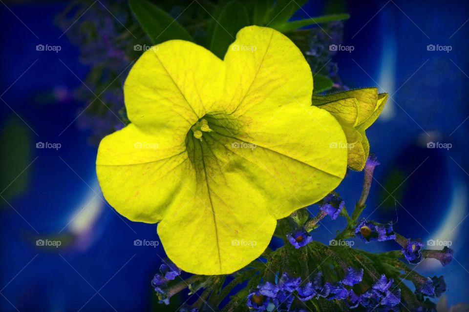 Blossoming flower close up background nature therapy summer mood positive vibes wonderful time hustling daydreaming naturalism macro microcosmos