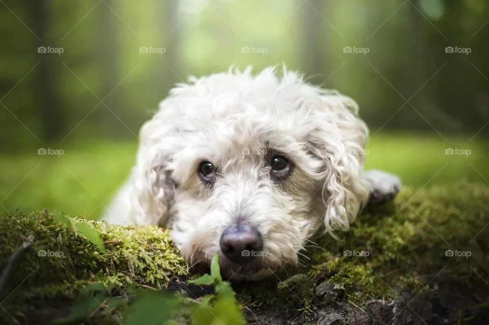 Perro pudel muy tierno