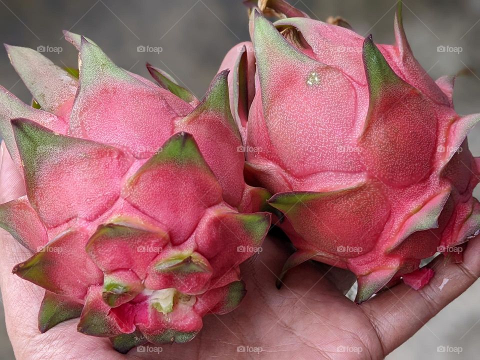 Dragon fruit