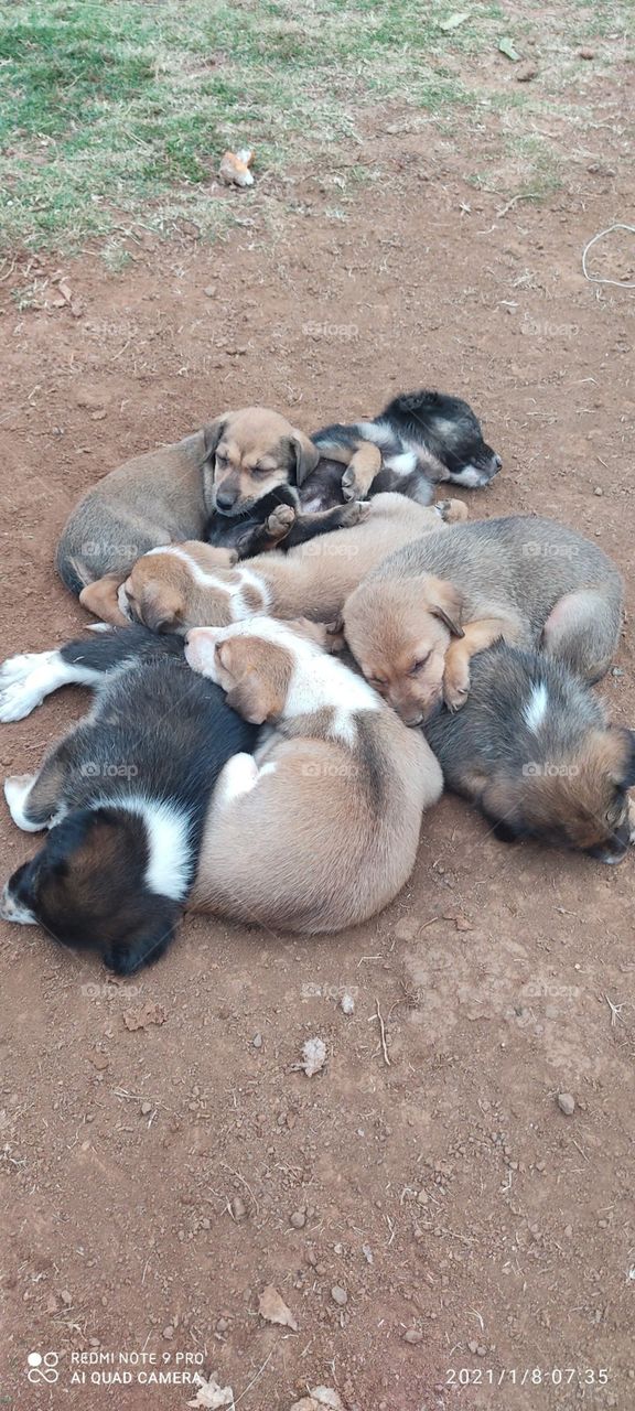 cuddle pile🥰🥰