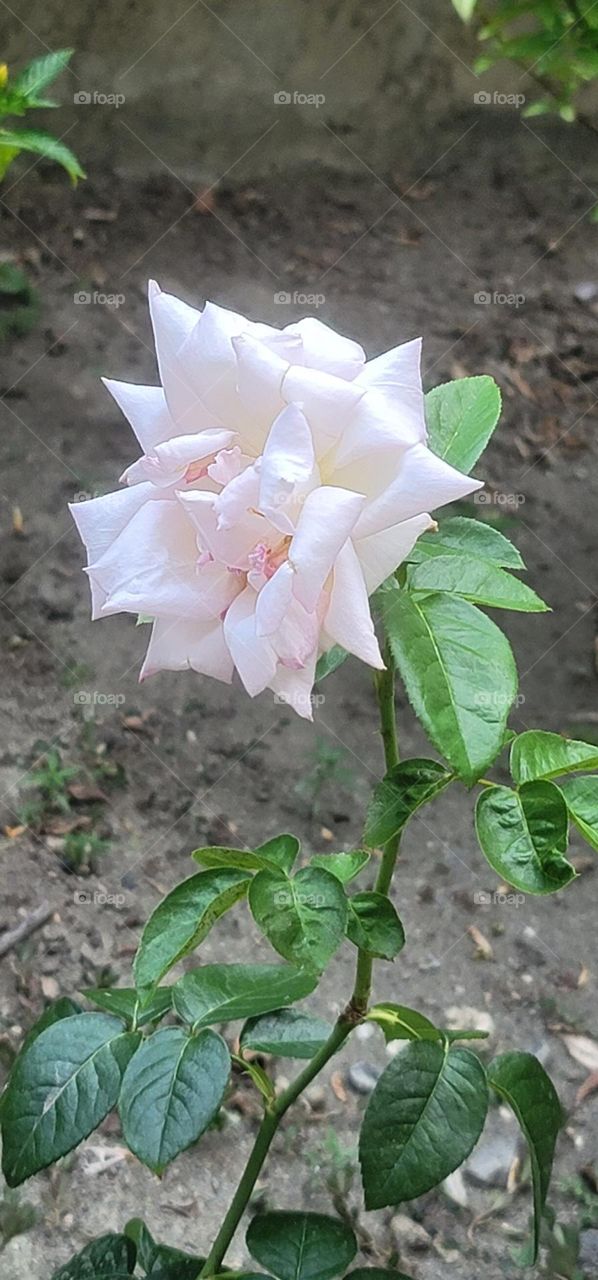 Light pink rose in the garden