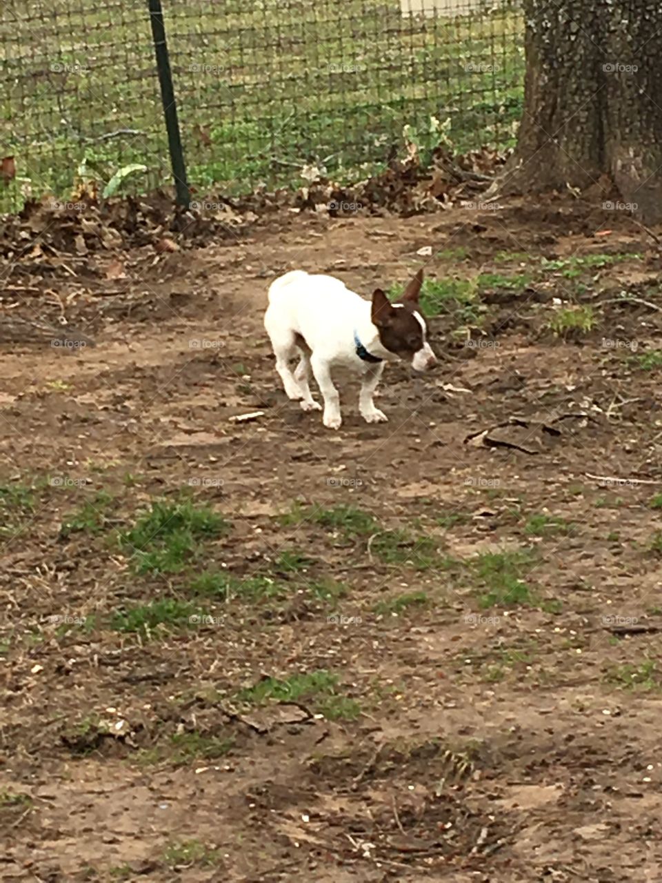 Gizmo still not sure of the ground beneath his feet he’s so cute hope he stays with us forever!