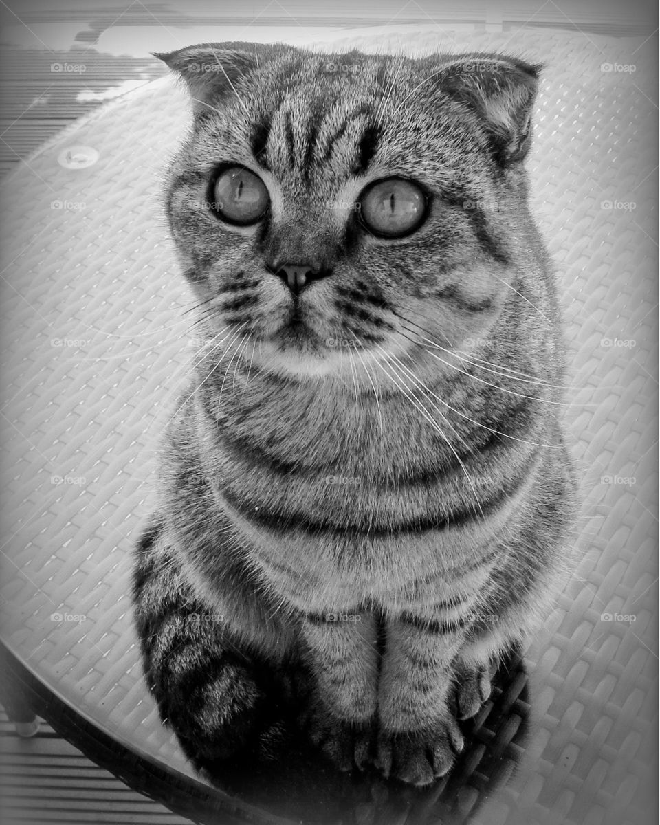 beautiful brown stripped scottish fold cat against a natural background