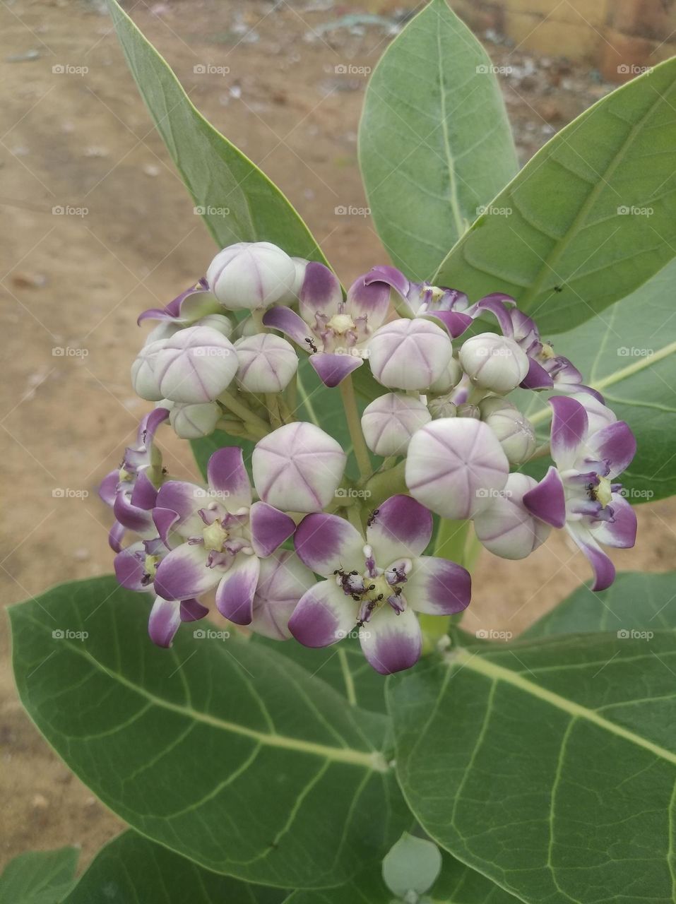 a madar akkara flower white nd purple colour looks very beautiful generally found everywhere fresh seasonal very poisonous species