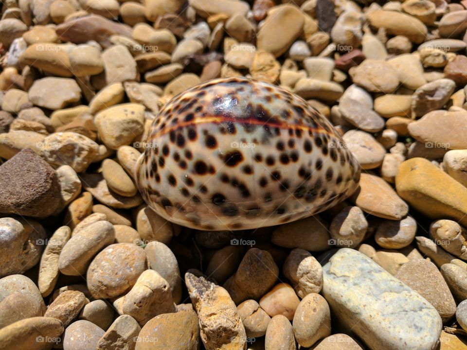 Spotted Shell