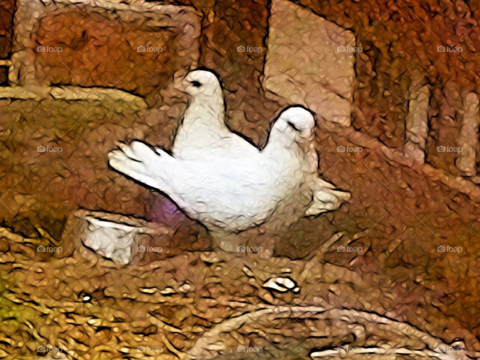 Cheeky Garden doves