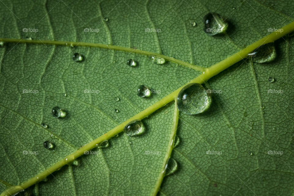 Green leaf closeup