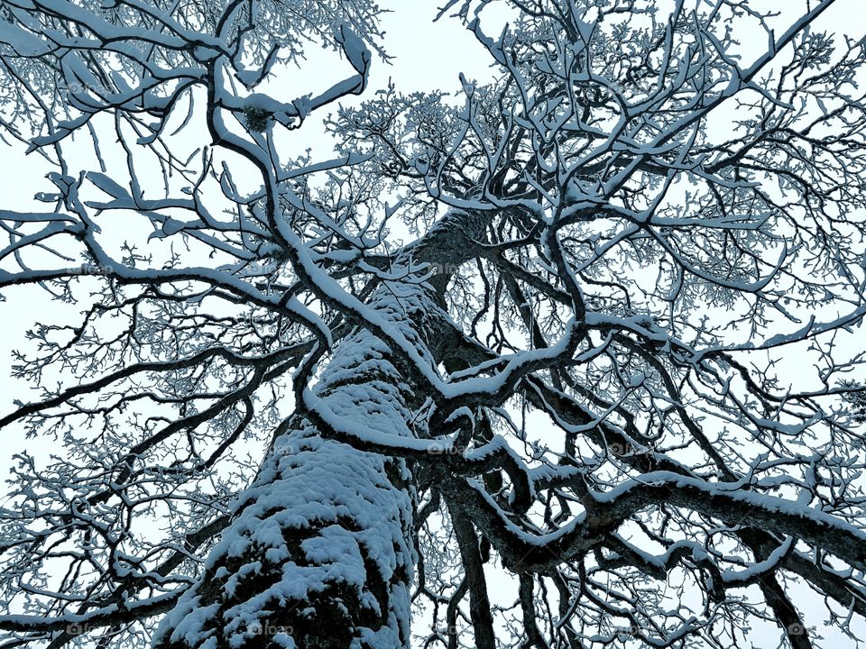 Tree, Branch, Wood, Winter, No Person