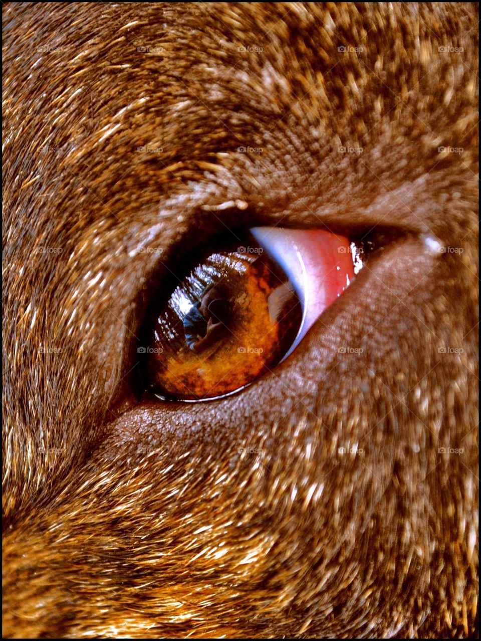 Pitbull dog eye close up shoot colorful background brown and fire concept say cheese high quality big size picture