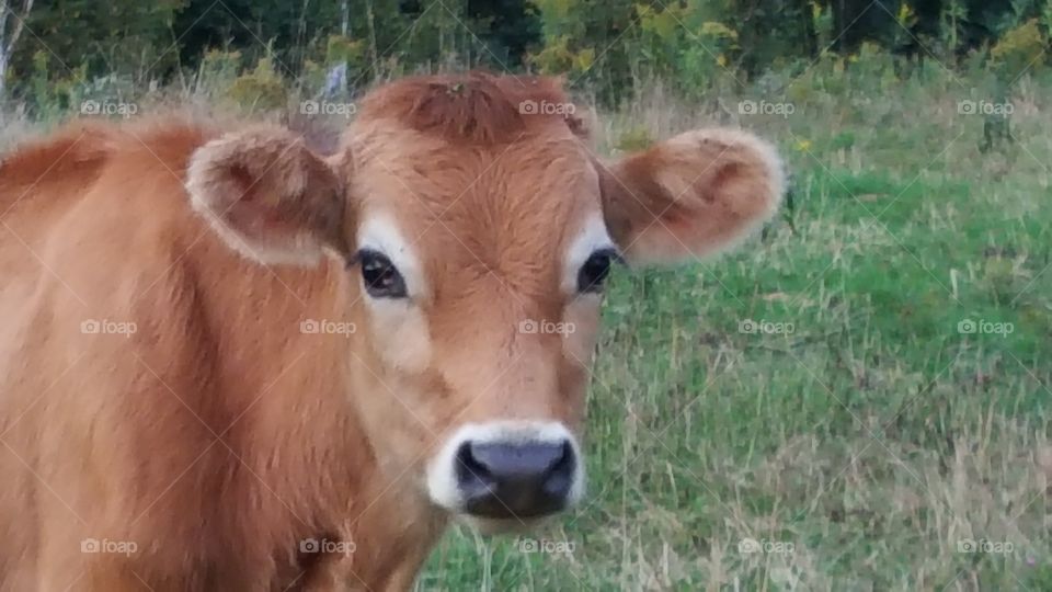 beautiful blond cow standing in field with big eyes looking up
