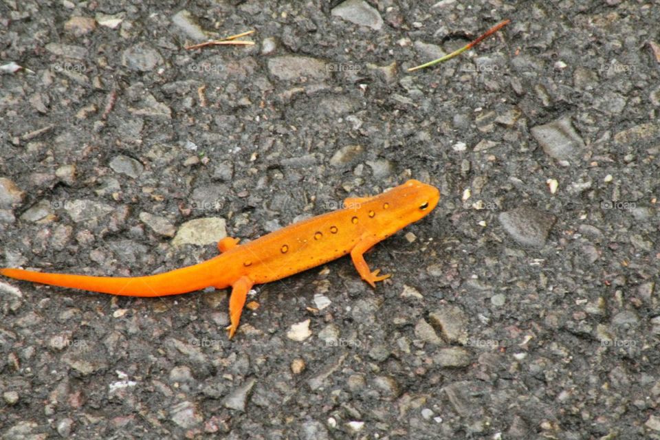 salamander