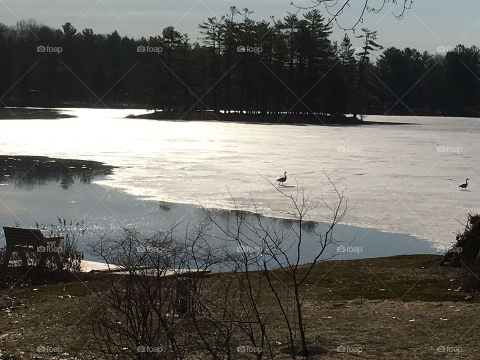 Ice melting over water in the lakes region of New Hampshire.