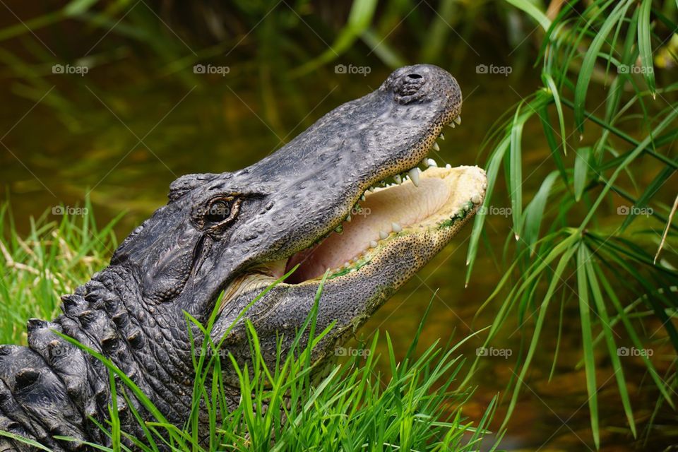 Close-up of American alligator