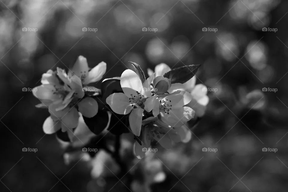 Monochrome spring