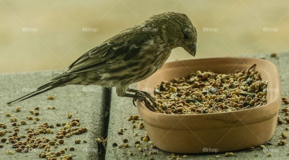 Close-up of a bird feeding