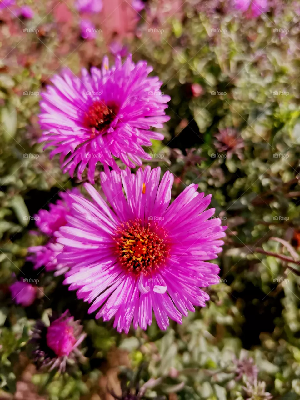 flowers bloom