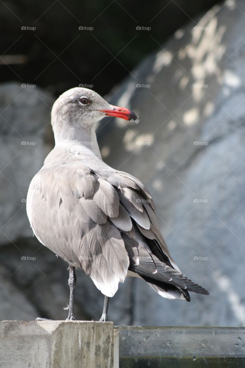 Seagull 