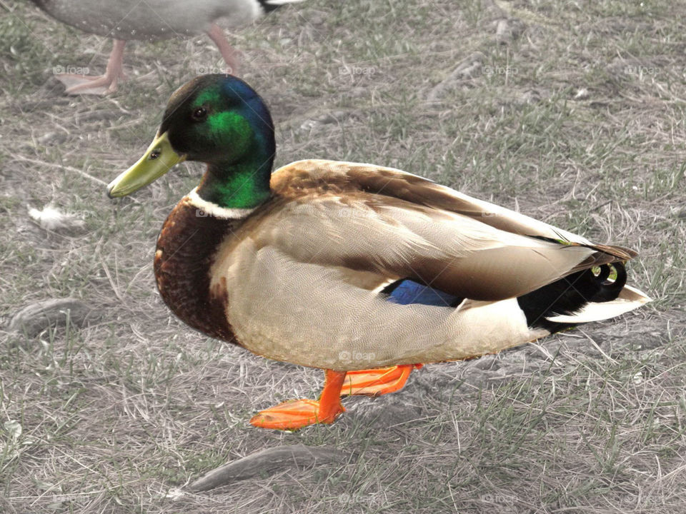 Mallard Duck