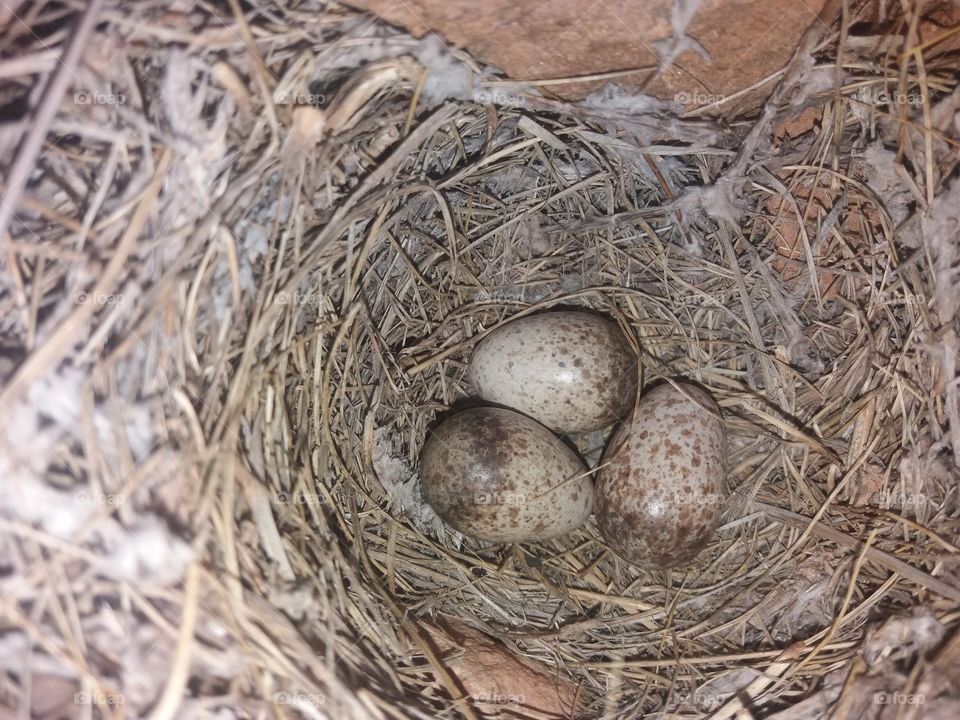 nest#egg#nature#bird