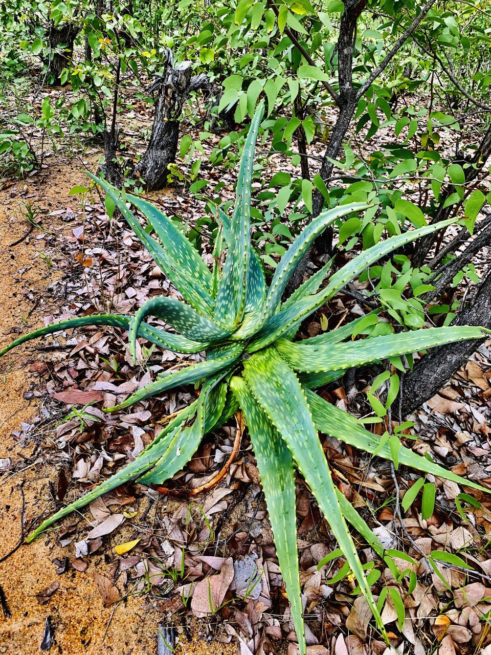 A giant and beautiful Aloe vera plant. This wild plants grow on their own close to our farm house. The leaves are succulent but very thorny. It’s very useful at home both cosmetically and medically.