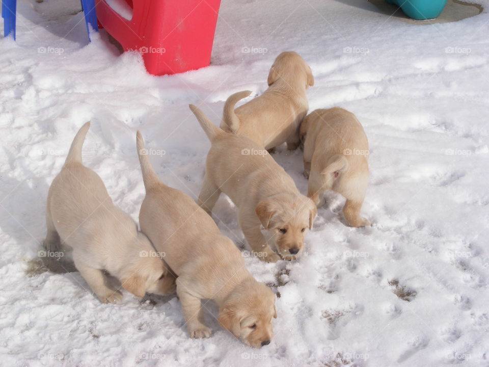 Yellow lab puppies experiencing snow for the first time