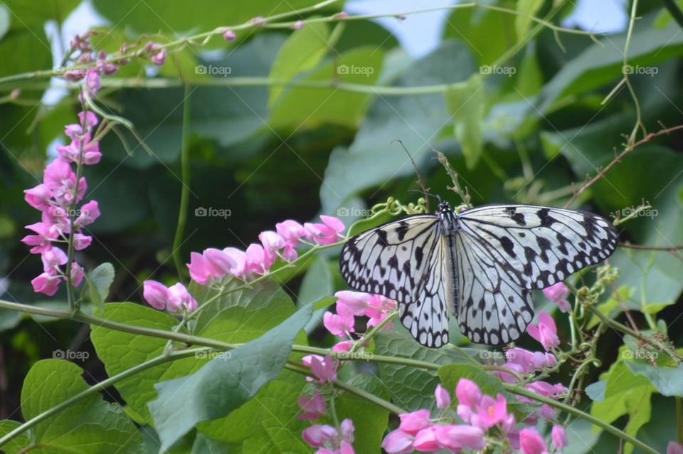 Butterfly5