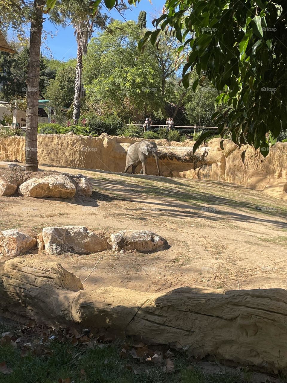 Elephant at the Zoo in Portugal