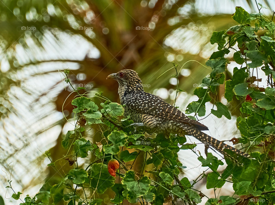 Bird Photography - Asian Koel - Cuckoo - Perching