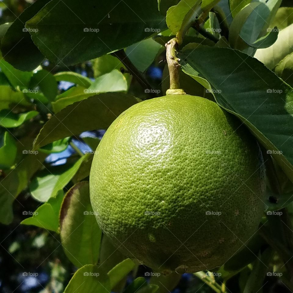 Florida Lime