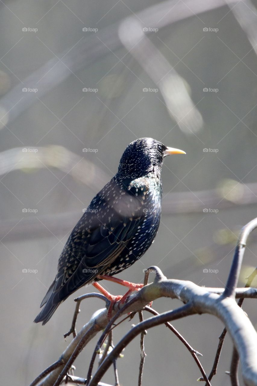 Starling on the branch 