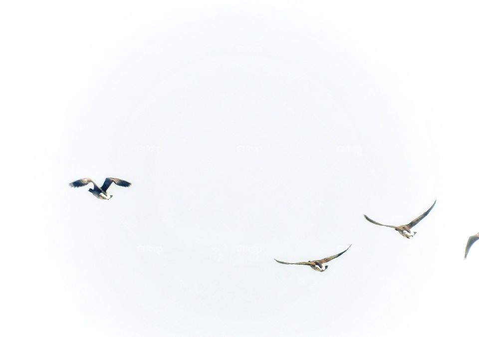 Geese in flight..