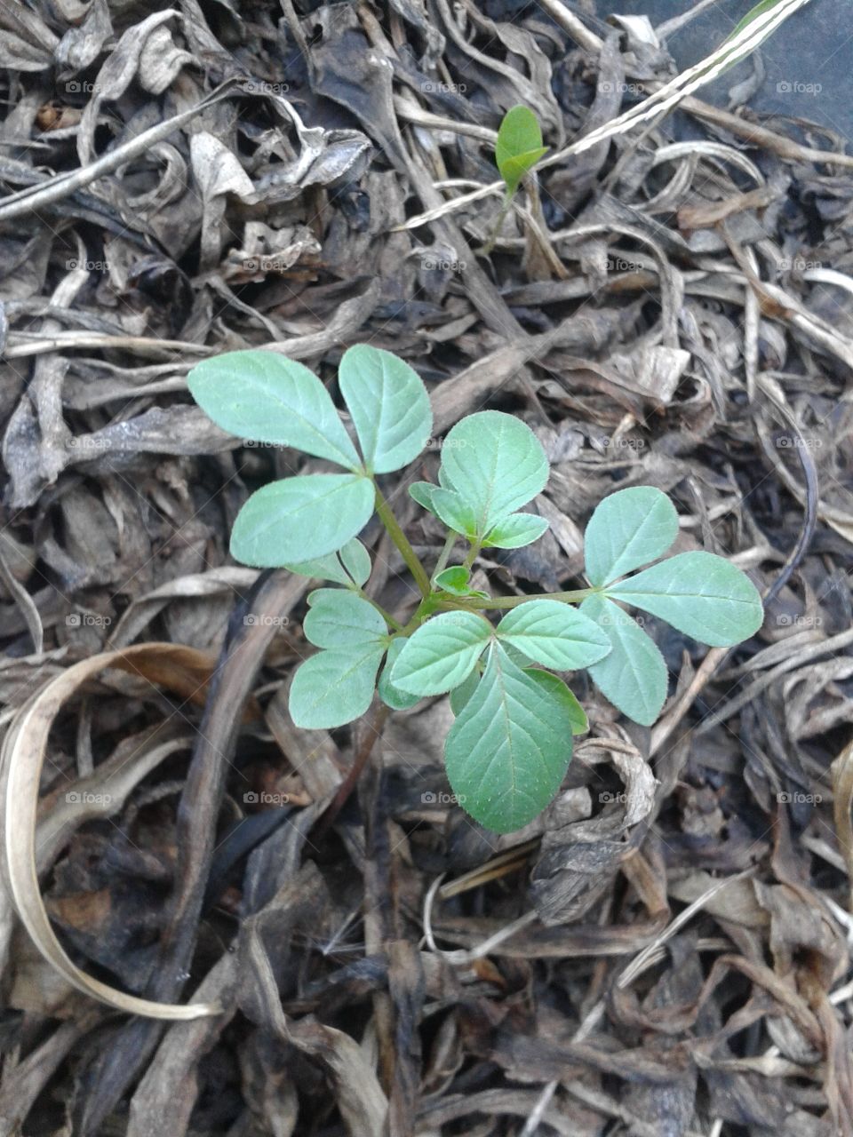 green sprout. green sprout in garden