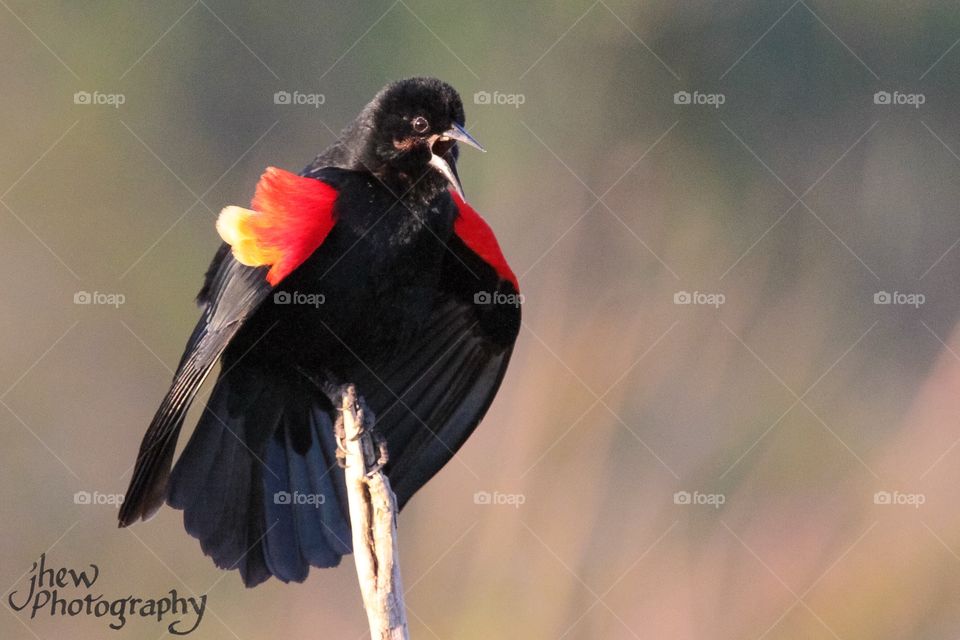 Red-winged blackbird